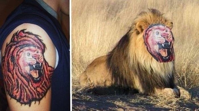 Lion-Tattoo-Fail-Placed-On-a-Lion-In-The-Wild.jpg