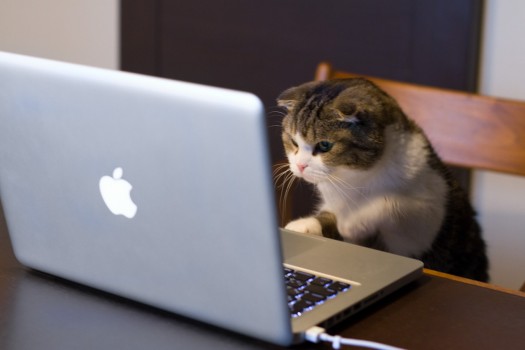 Computer-Cat