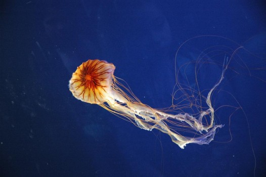 medusa-acquario_di_genova-e1426817812361.jpg