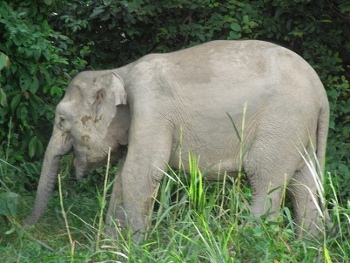 El elefante de Borneo es víctima de la destrucción de su hábitat