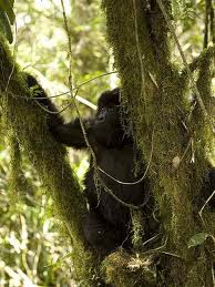 Animales en peligro de extinción, ayuda a los últimos gorilas de montaña