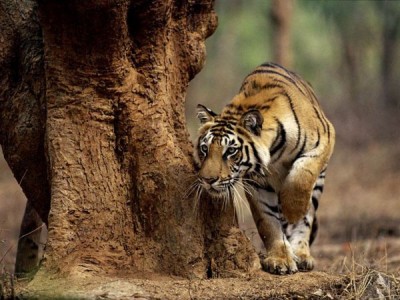 santuario tigre