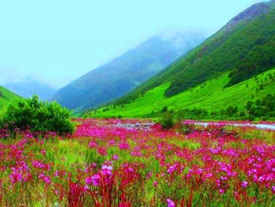 valle nacional flores