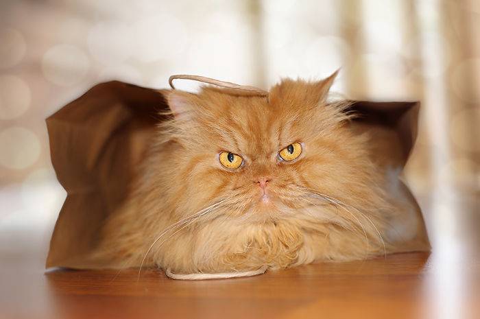 garfi-evil-grumpy-persian-cat-8_700