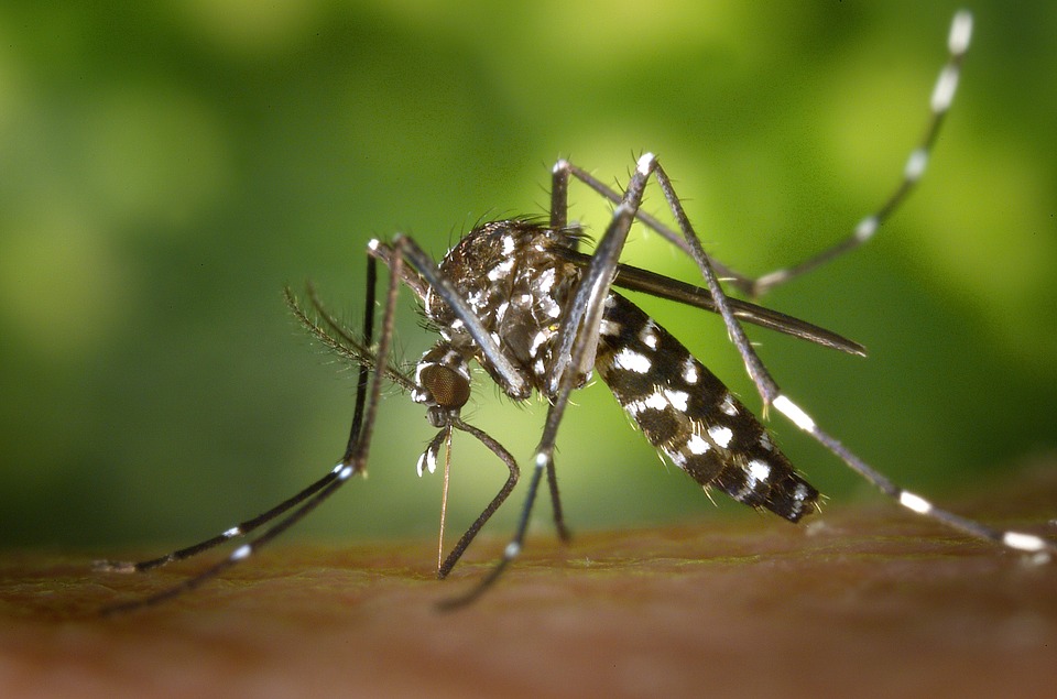 mosquito-causa-millones-de-muerte-al-ano