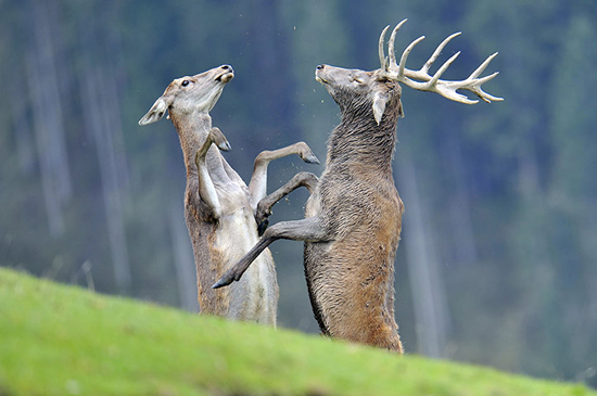 fotos-impresionantes-berrea-ciervo