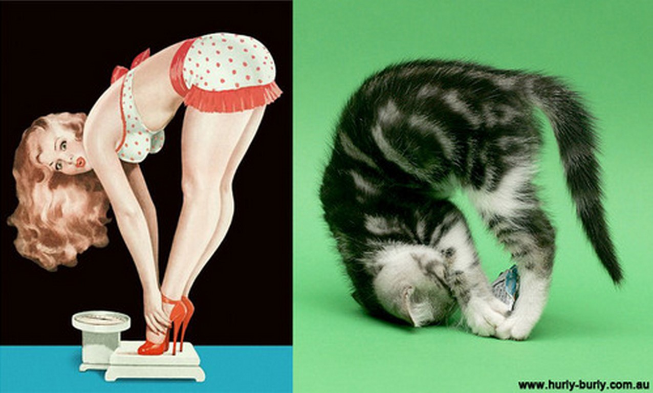 gatos-haciendo-poses-raras-