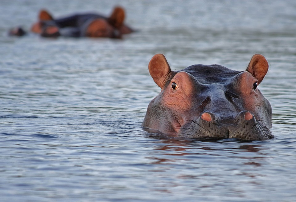 hipopotamos-rio