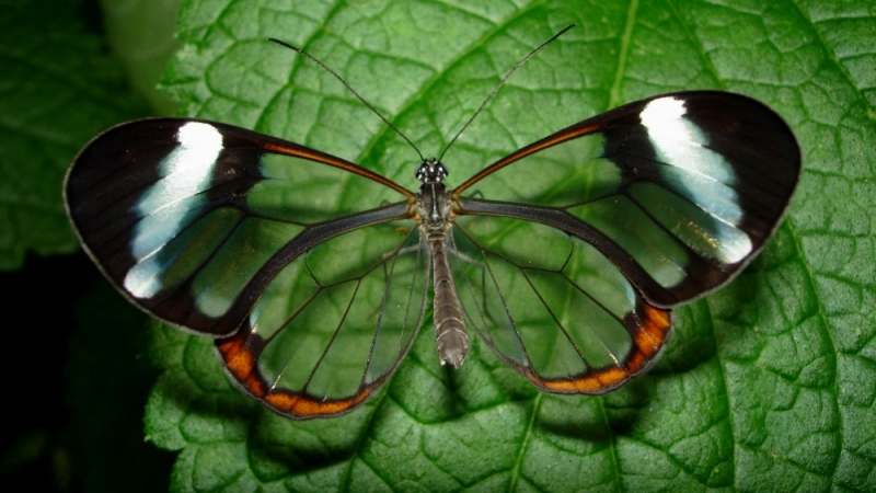 imagen-naturaleza-mariposa