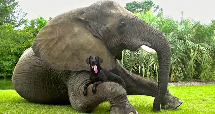 elefante y perro
