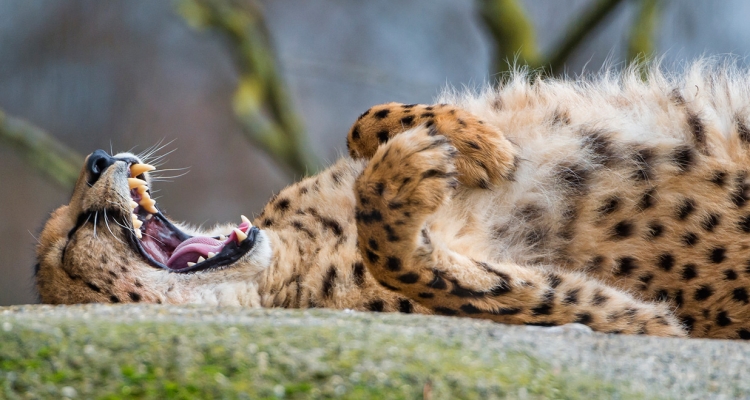 guepardo-bostezando