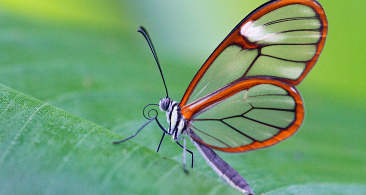 mariposa alas de cristal