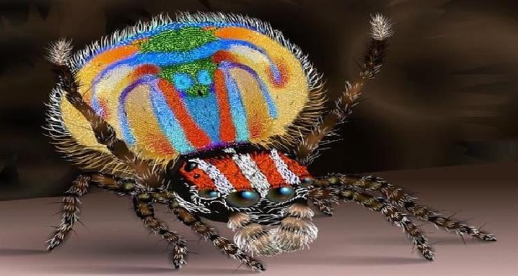 Una curiosidad respecto al nombre de la primera de las arañas pavo real