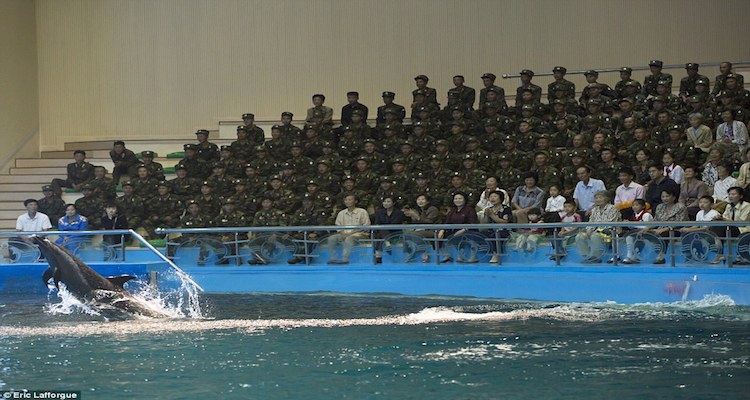 militares-espectáculo-delfines