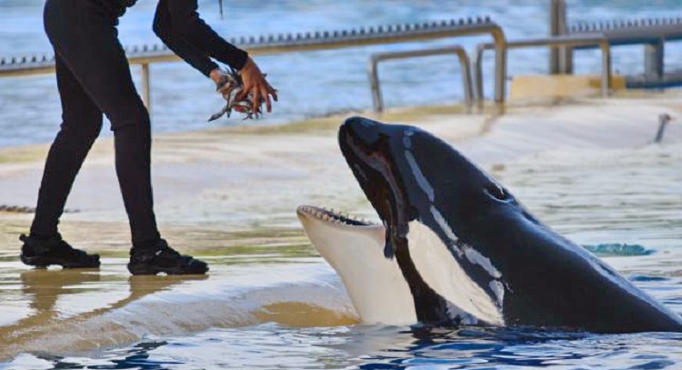 acuarios-comida-orcas