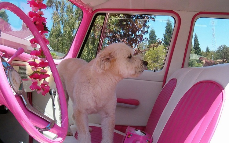 perro-dentro-del-coche