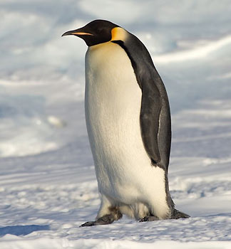 Pingüino emperador, el más grande de todos