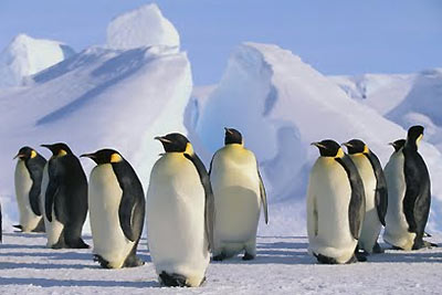 Pingüino emperador (Aptenodytes forsteri)