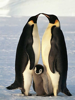 Pingüinos emperador con su cría