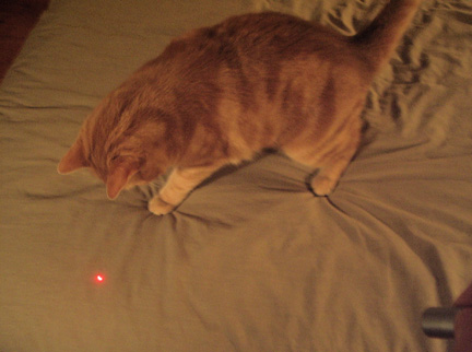 gato punto rojo