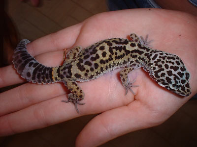 Gecko leopardo joven