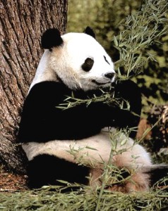 imagen panda