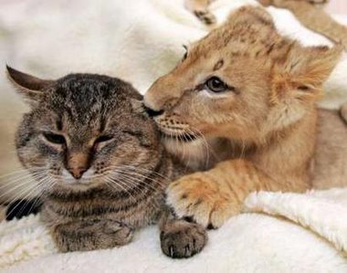 gato y leon